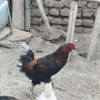 خروس