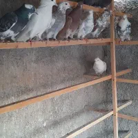 کبوتر گرفتنی