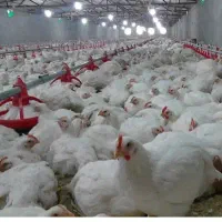 فروش مرغ زنده