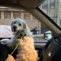 سگ میکس پودل شیتزو پابلند