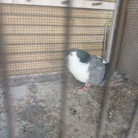 کبوتر درگیر واز