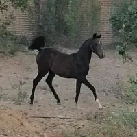کره مادیان شجره دار