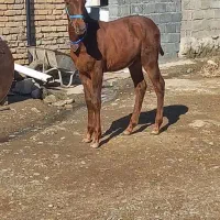 اسب|اسب و تجهیزات اسبسواری|چرداول, |دیوار