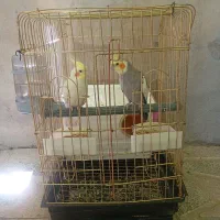 فروش دو عدد عروس هلندی