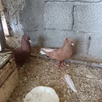 یه جفت کبوتر دم سفید. برازجان