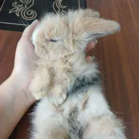 خرگوش لوپ اصل چشم آبی