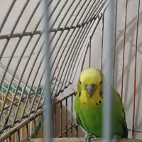 مرغ عشق نر مولد اصیل