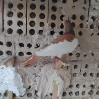 کفتر قلدور هوایی دوتا نر  دوماده جفتگاه میزون
