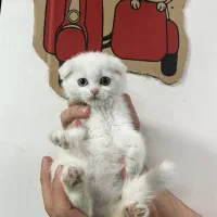 اسکاتیش هترو کرومیک گربه ۲ماهه