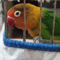 طوطی کوتوله برزیلی