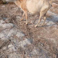فروش یک عدد بز