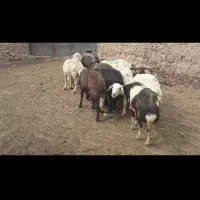 ۱۳راس میش تخمی فروشی چهارشنبه تای مایه کرده