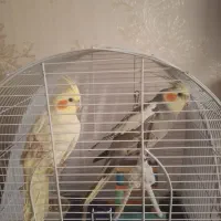 عروس هلندی جفت