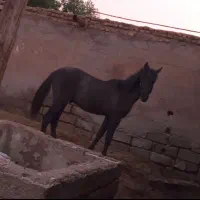 اسب نریون