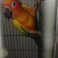 جفت خورشیدی بسیار زیبا