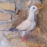 جوجه جوانه