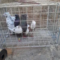 کبوتر