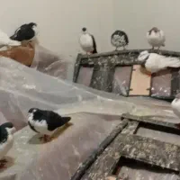 گفتر رنگه‌