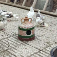 آب خوری و دان خوری کفتر