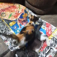 واگذاری رایگان بچه گربه