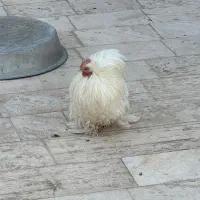 خروس کوشین