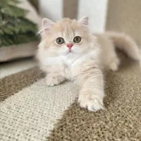 بریتیش لانگ هیر ماده