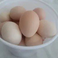 تخم مرغ محلی پرخاصیت
