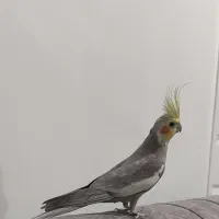 عروس هلندی نر وماده
