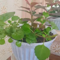 گل طبیعی|گل و گیاه طبیعی|ایلام, |دیوار