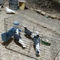 جفت شازده سیاه با جوجه و تخم