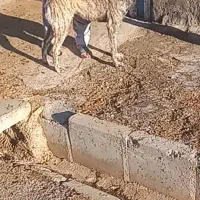 سگ افغان