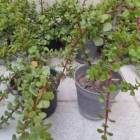 گیاه کراسولا خرفه ای