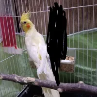 سه جفت عروس هلندی
