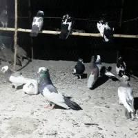 کبوتر|پرنده|صحنه, |دیوار