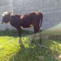 گاو ورزا لیشه