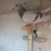 اوقون زرد