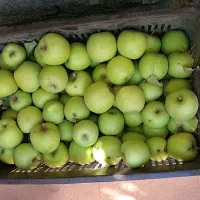 سیب|خوردنی و آشامیدنی|گلبهار, نوبهار|دیوار