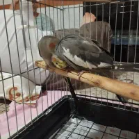 عروس هلندی گم شده