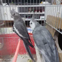 عروس هلندی وایت فیس