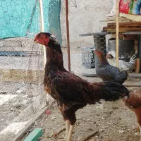 خروس لاری مرغ‌لاری