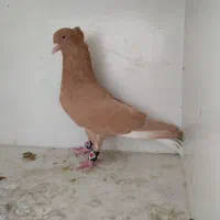 کفتر دم سفید  زرد سرخ درجه یک متن رو بخون