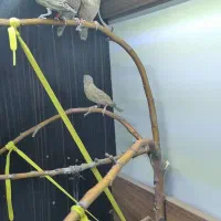 فنچ گلوبریده جفت ماده شکلاتی