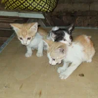 واگذاری بچه گربه