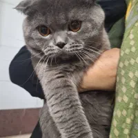 جشنواره دامپزشکی