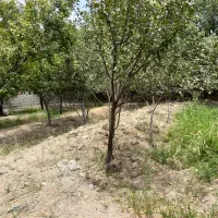 باغچه-چهار-دیواری