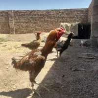 مرغ لاری 2 عدد