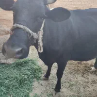 گاو شیری خونگی آروم دست دوش