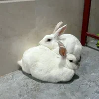 فروش یک جفت خرگوش بالغ