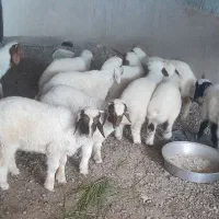 ۱۰بره گوسفند۸ نر و۲ماده