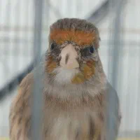 سهره قناری نر چونه سفید درجه یک